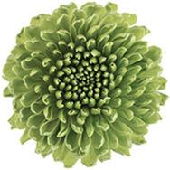 Flor pequeña rotando al deslizar