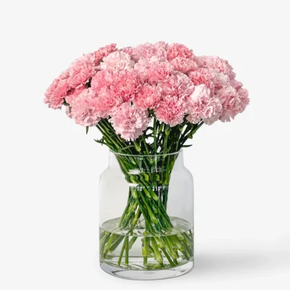 Clavel Rosat de Seda