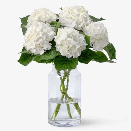 Hortènsies de la Neu