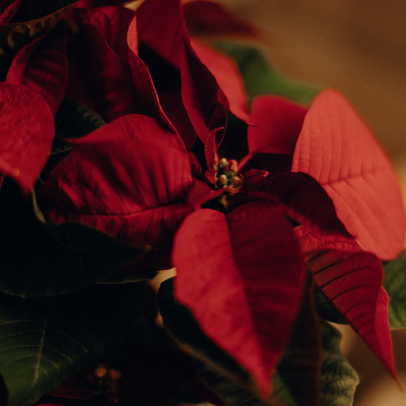 cuidar flor de pascua