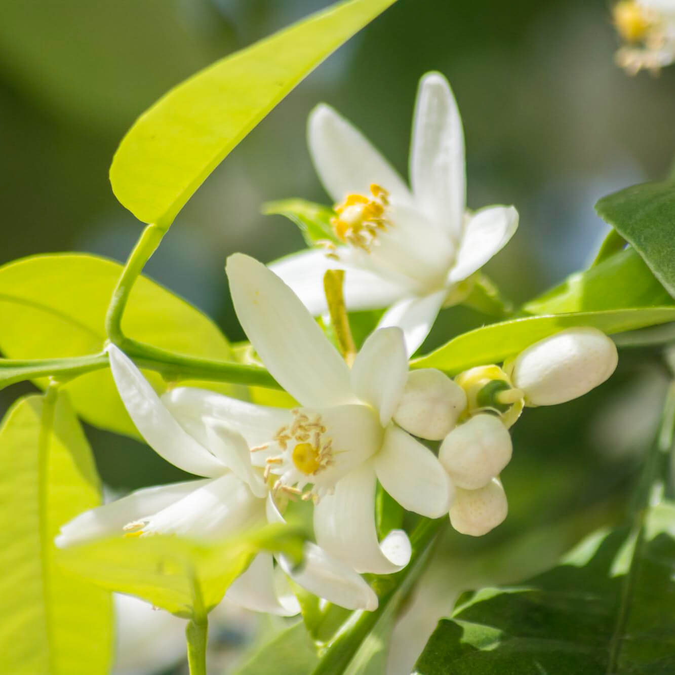 como se llama la flor del naranjo