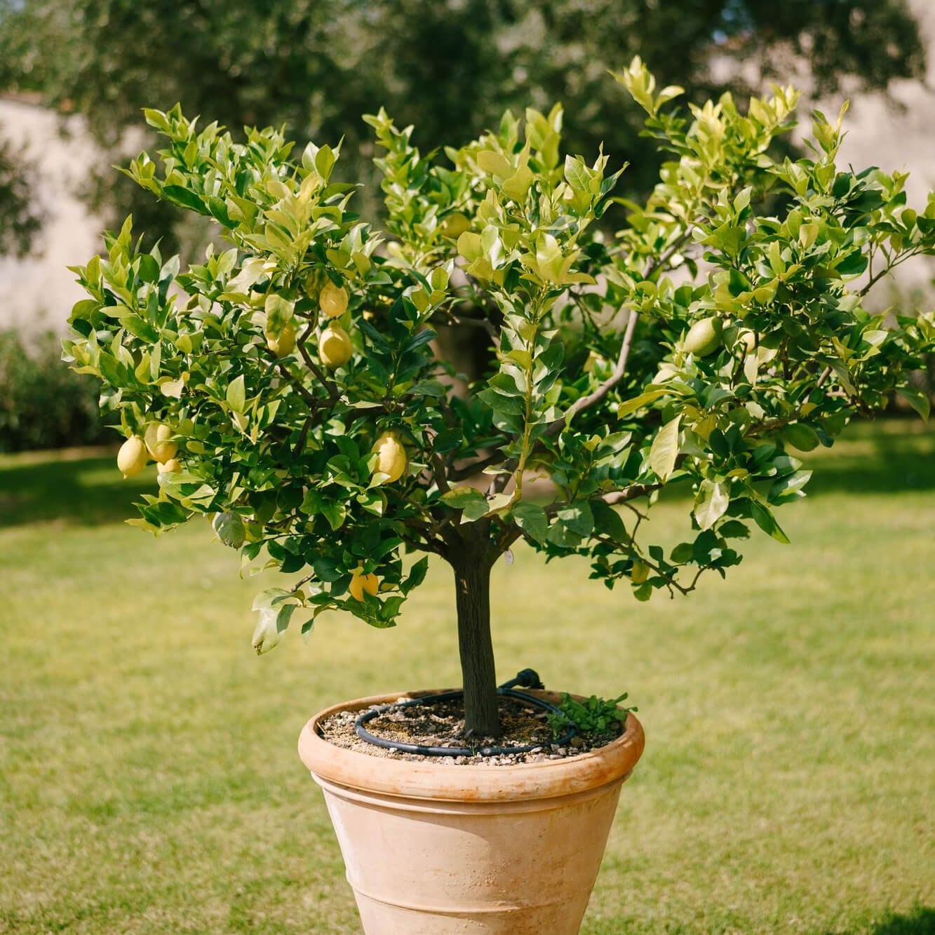 cuidar limonero en maceta